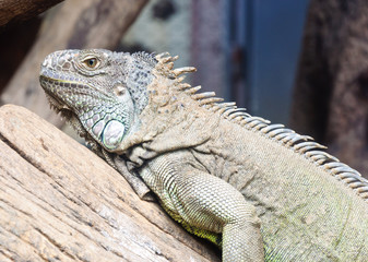 Large iguana