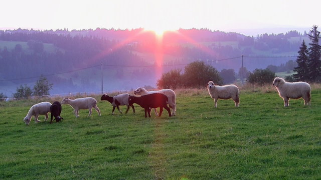 Group of sheep grazing at sunset, Tatras, Poland