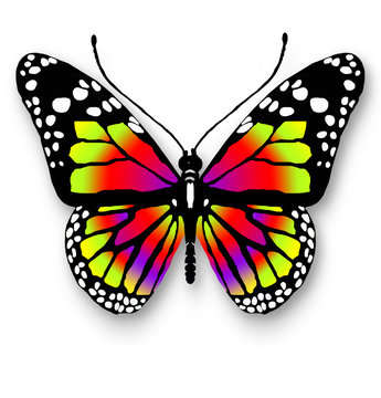 One colorful butterfly