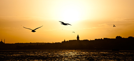 silhouette Galata Tower and Seagull