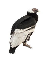 Andean condor.  Isolated over white