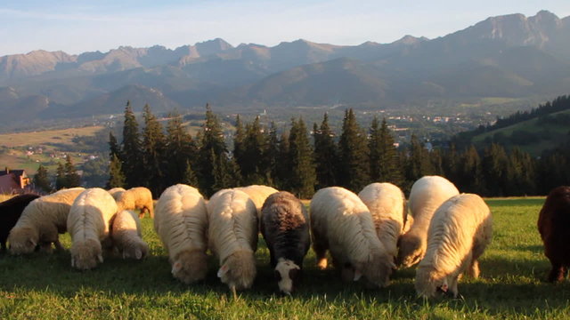 Sheep on Gubalowka Mt with view on Tatras Mtn, Poland