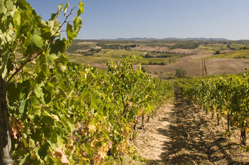 Fototapeta na wymiar A vineyard in Chianti Tuscany, Italy