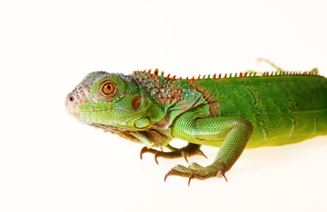 Green iguana