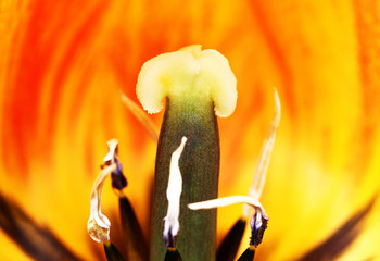 tulip macro