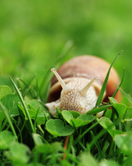 Snail. Helix pomatia.