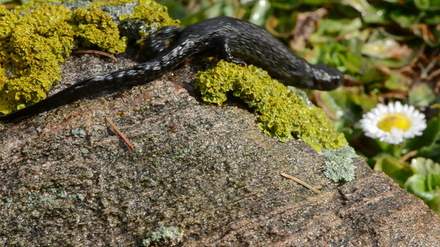 Great Crested Newt in early spring after winter