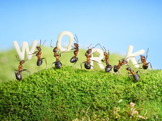 team of ants constructing word work, teamwork