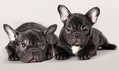 French bulldogs, puppy