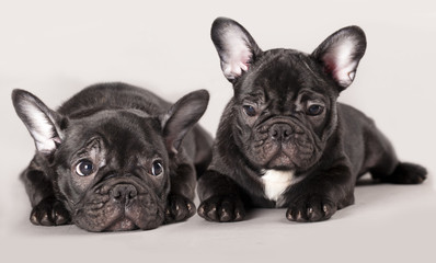 French bulldogs, puppy © liliya kulianionak