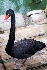 Black Swan