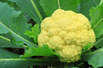 Fresh cauliflower
