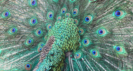 Obraz premium Peacock Feather Background
