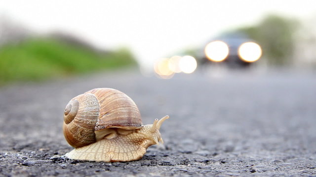 Deadly crossing a road