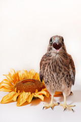 falco