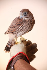 falco