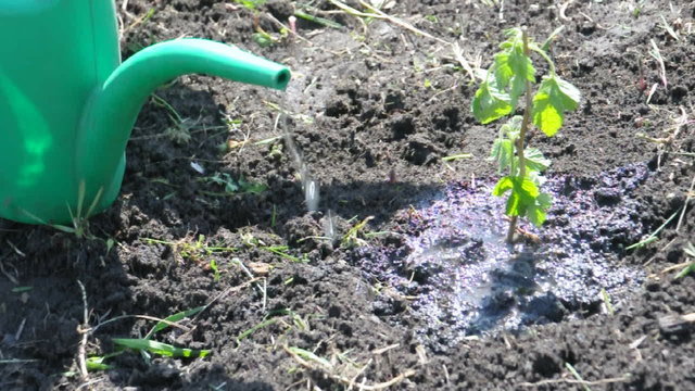 watering raspberrycane plant