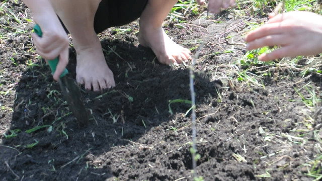 children putting plants in the ground holes and digging