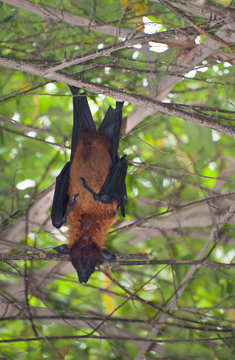 Bat in a tree