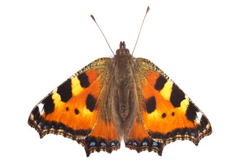 Schmetterling Kleiner Fuchs