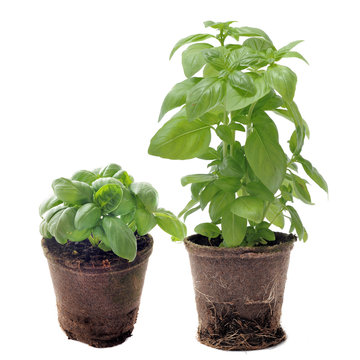 pots de basilic