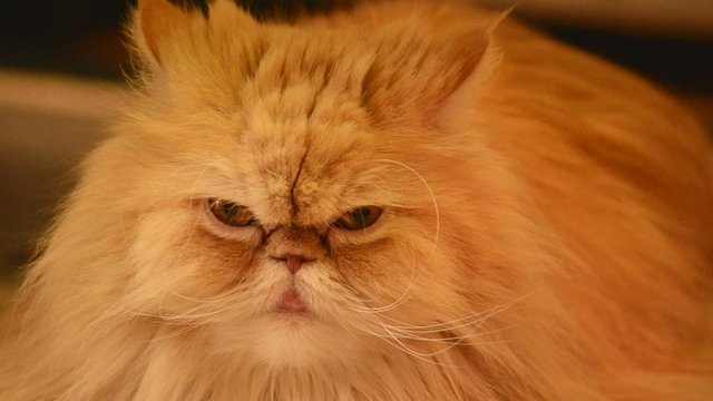 gata persa