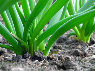 Obraz premium close-up of the onion plantation in the vegetable garden