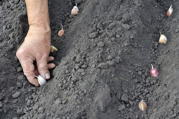 Senior woman planting garlic