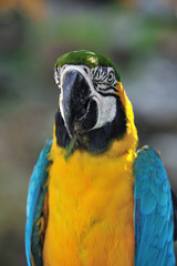 ルリコンゴウインコ