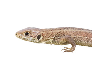 European Green Lizard, juvenile, isolated on white