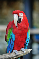 アカコンゴウインコ