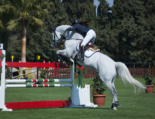 Show Jumping - 40730862