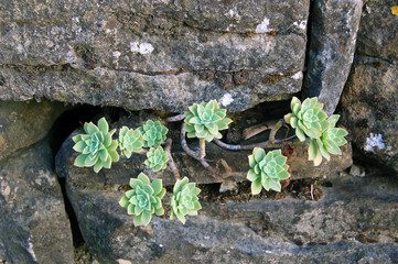 Plants in stone wall