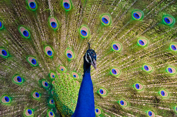 Fototapeta na wymiar An Indian peafowl is spreading it's tail-feathers to the female