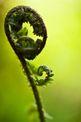 Young Fern in early Spring