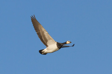 Barnacle Goose