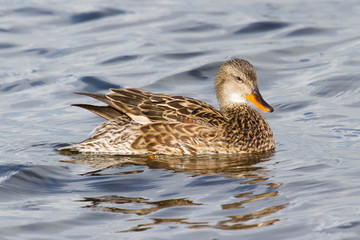 A Gadwall (female)