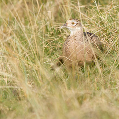 A common Pheasant