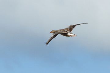 Fototapeta premium A greylag goose in flight