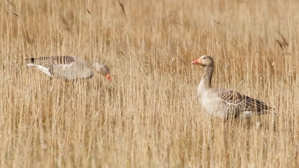 A greylag goose