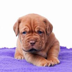Newborn mastiff puppy