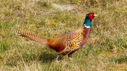 A common Pheasant