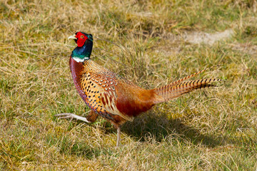 A common Pheasant