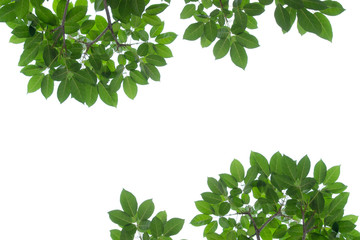 green leaf on isolated white background