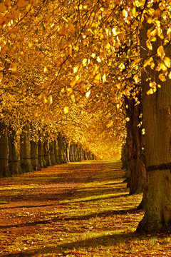 Fototapeta Lime Trees in Autumn