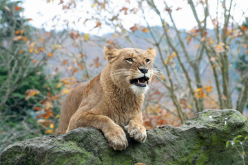 メスのライオン