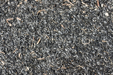 Muchas pipas de girasol