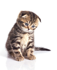 sad little kitten - 40733222