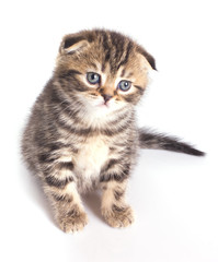 Fototapeta na wymiar funny little british kitten
