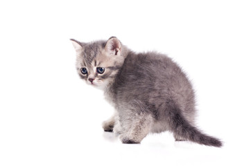 cute little british kitten